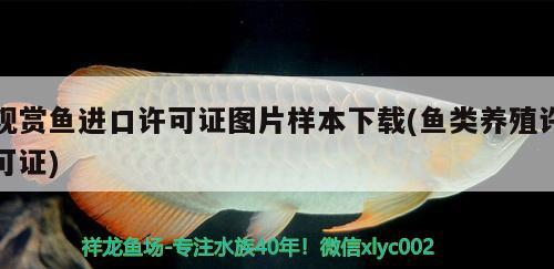 夏天40度高溫怎么養(yǎng)熱帶魚(yú) 女王大帆魚(yú)苗 第2張