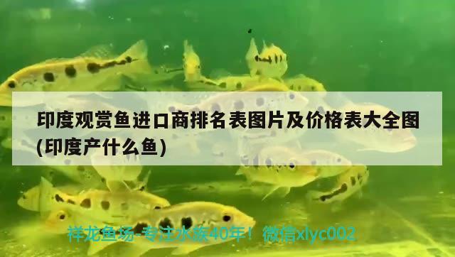 印度觀賞魚進口商排名表圖片及價格表大全圖(印度產什么魚) 觀賞魚進出口