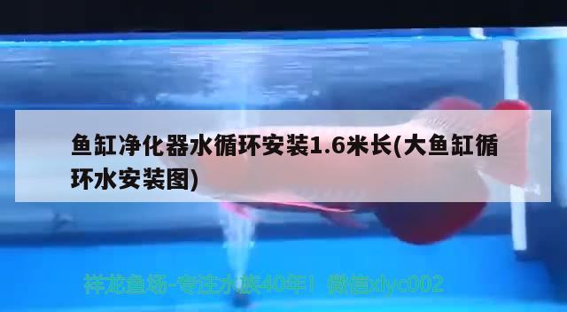 1.8的魚缸用多大的加熱棒(18的魚缸用多大的加熱棒呢) 祥龍進(jìn)口元寶鳳凰魚 第1張