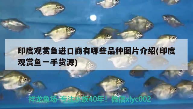 魚缸小石頭造景圖（ 魚缸小石頭造景圖）