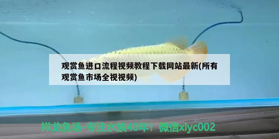 觀賞魚進(jìn)口流程視頻教程下載網(wǎng)站最新(所有觀賞魚市場全視視頻) 觀賞魚進(jìn)出口