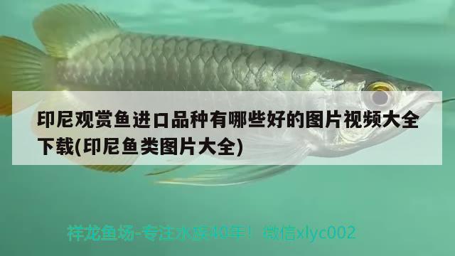 印尼觀賞魚進(jìn)口品種有哪些好的圖片視頻大全下載(印尼魚類圖片大全)