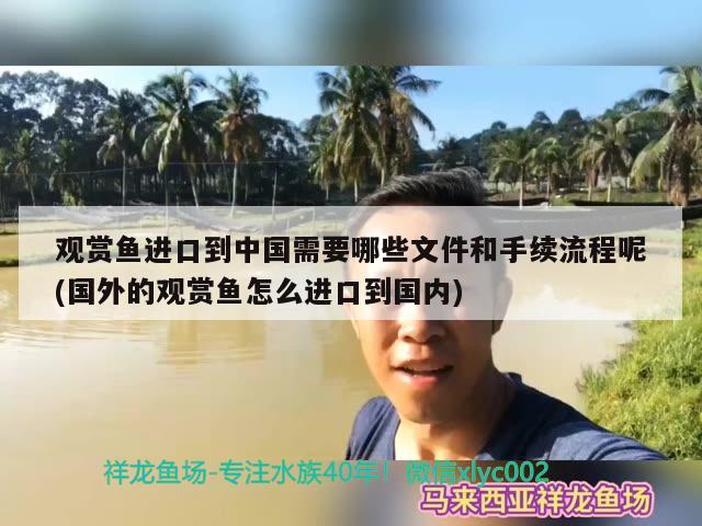 觀賞魚進口到中國需要哪些文件和手續(xù)流程呢(國外的觀賞魚怎么進口到國內(nèi)) 觀賞魚進出口