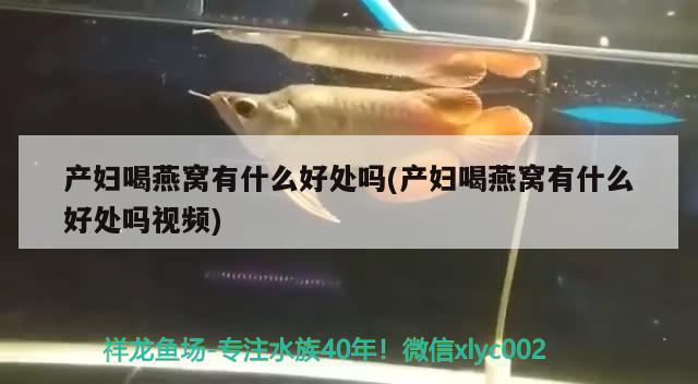 魚混養(yǎng)最佳搭配圖（銀龍魚混養(yǎng)最佳搭配圖）