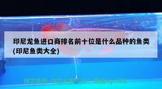 印尼龍魚進口商排名前十位是什么品種的魚類(印尼魚類大全) 觀賞魚進出口