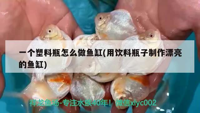 一個塑料瓶怎么做魚缸(用飲料瓶子制作漂亮的魚缸) 白條過背金龍魚