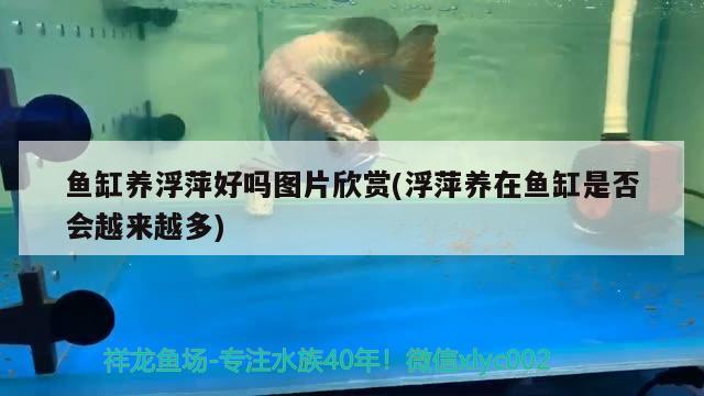 觀賞魚魚缸裝飾燈怎么安裝（財神燈怎么擺放知道的告訴下） 元寶鳳凰魚 第1張