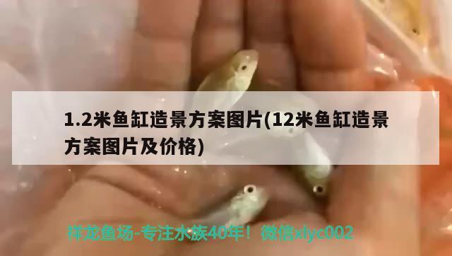 1.2米魚缸造景方案圖片(12米魚缸造景方案圖片及價格) 金老虎魚