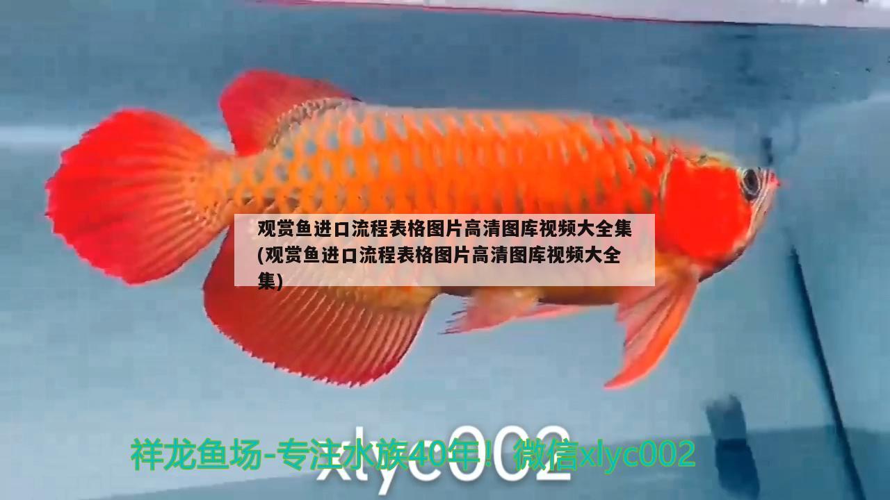 魚混養(yǎng)最佳搭配圖（銀龍魚混養(yǎng)最佳搭配圖）