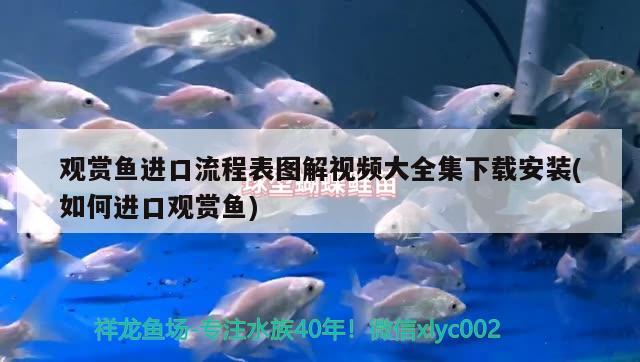 六角恐龍魚適合的水溫是多少（六角恐龍魚適合什么水溫）