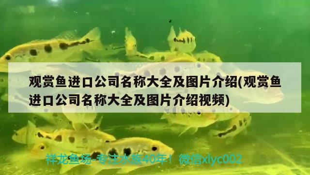 觀賞魚進口公司名稱大全及圖片介紹(觀賞魚進口公司名稱大全及圖片介紹視頻) 觀賞魚進出口