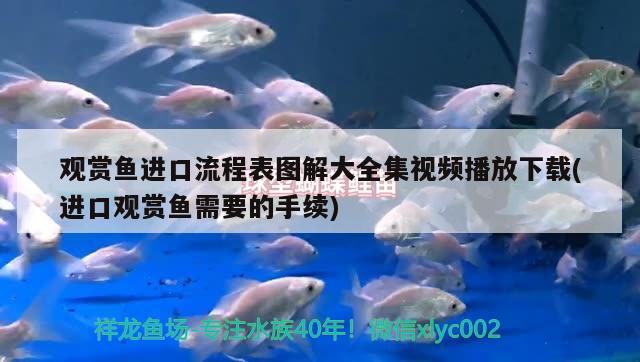 觀賞魚進(jìn)口流程表圖解大全集視頻播放下載(進(jìn)口觀賞魚需要的手續(xù)) 觀賞魚進(jìn)出口