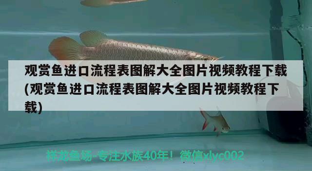 觀賞魚進口流程表圖解大全圖片視頻教程下載(觀賞魚進口流程表圖解大全圖片視頻教程下載) 觀賞魚進出口 第2張