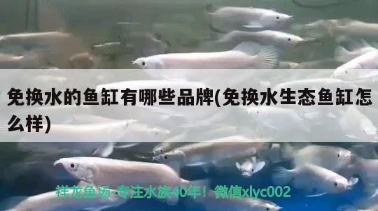 免換水的魚缸有哪些品牌(免換水生態(tài)魚缸怎么樣) 球鯊魚