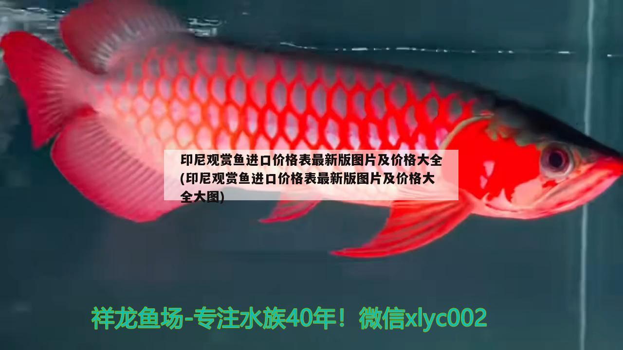 印尼觀賞魚進口價格表最新版圖片及價格大全(印尼觀賞魚進口價格表最新版圖片及價格大全大圖)