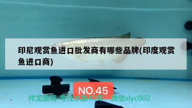 印尼觀賞魚進(jìn)口批發(fā)商有哪些品牌(印度觀賞魚進(jìn)口商) 觀賞魚進(jìn)出口