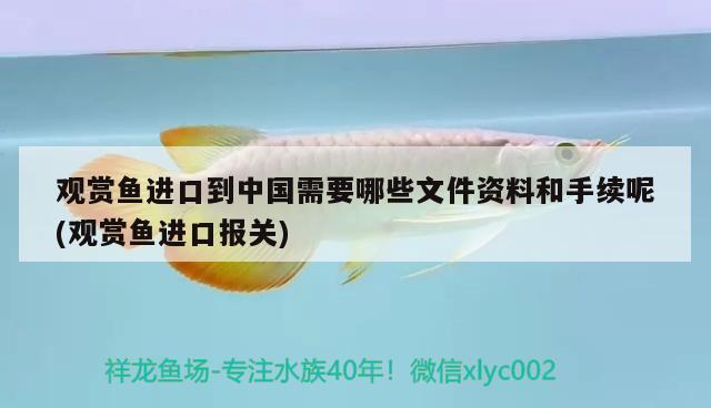 觀賞魚(yú)進(jìn)口到中國(guó)需要哪些文件資料和手續(xù)呢(觀賞魚(yú)進(jìn)口報(bào)關(guān)) 觀賞魚(yú)進(jìn)出口