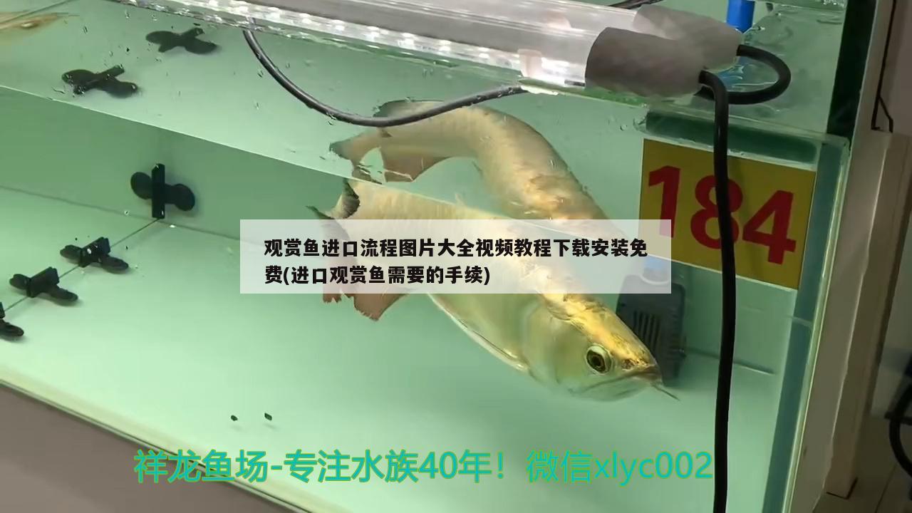 寶龍魚缸實體店，蘇州定做魚缸廠家哪家質(zhì)量好 養(yǎng)魚的好處 第1張