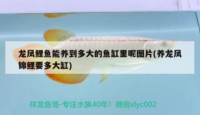 如何畫魚缸柜的立體圖形(魚缸柜子設(shè)計圖) 白化火箭