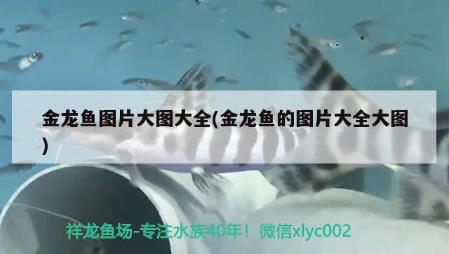 魚缸里多久放一次維生素C（魚缸放維生素c多長(zhǎng)時(shí)間放一次） 孵化器