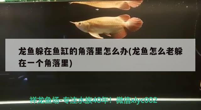 龍魚躲在魚缸的角落里怎么辦(龍魚怎么老躲在一個(gè)角落里) 大白鯊魚苗