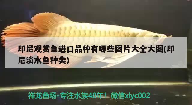 印尼觀賞魚(yú)進(jìn)口品種有哪些圖片大全大圖(印尼淡水魚(yú)種類(lèi)) 觀賞魚(yú)進(jìn)出口