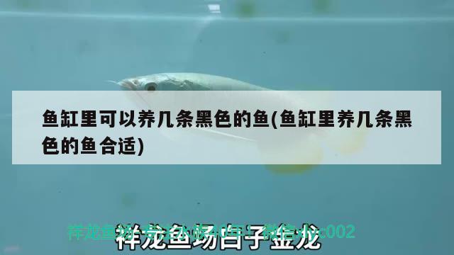 魚缸里可以養(yǎng)幾條黑色的魚(魚缸里養(yǎng)幾條黑色的魚合適) 國產(chǎn)元寶鳳凰魚