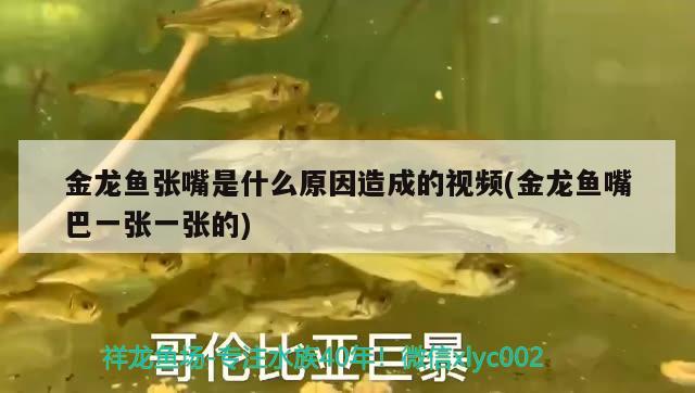 濱州水族館養(yǎng)魚人