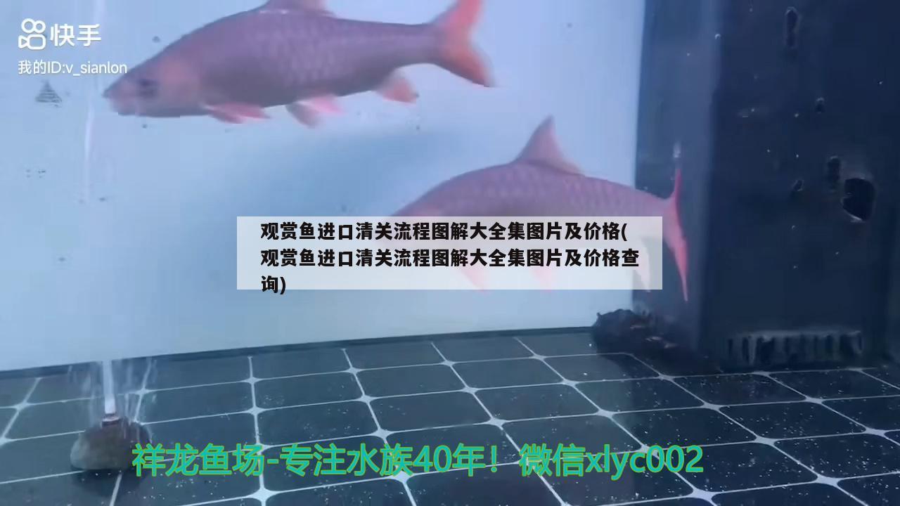 觀賞魚(yú)進(jìn)口清關(guān)流程圖解大全集圖片及價(jià)格(觀賞魚(yú)進(jìn)口清關(guān)流程圖解大全集圖片及價(jià)格查詢)