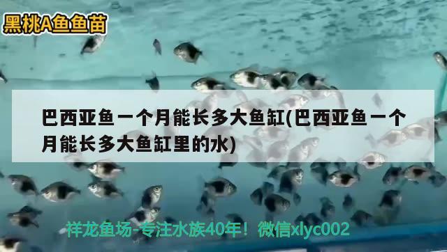 巴西亞魚一個月能長多大魚缸(巴西亞魚一個月能長多大魚缸里的水)