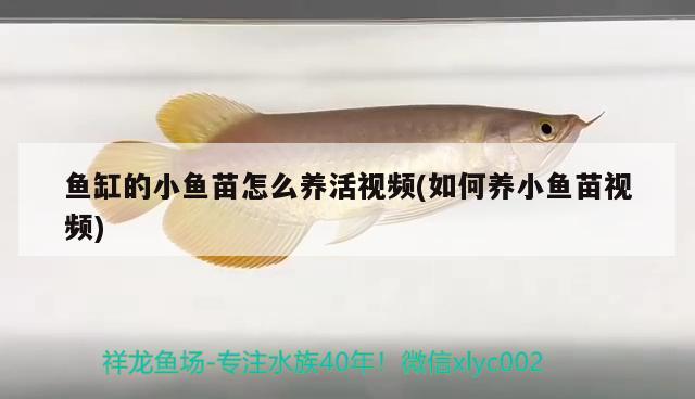 魚缸的小魚苗怎么養(yǎng)活視頻(如何養(yǎng)小魚苗視頻) 黃金夢(mèng)幻雷龍魚