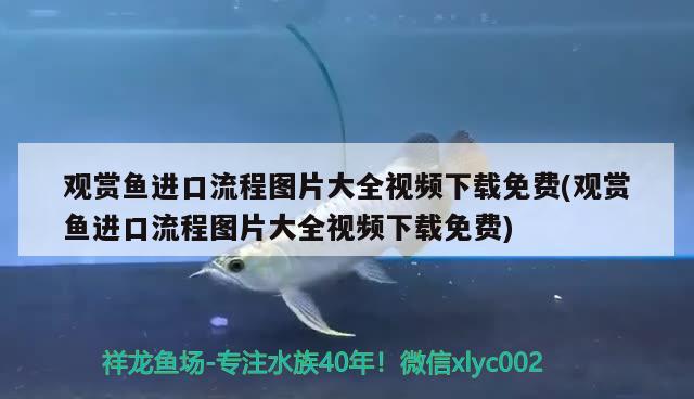 觀賞魚進(jìn)口流程圖片大全視頻下載免費(fèi)(觀賞魚進(jìn)口流程圖片大全視頻下載免費(fèi)) 觀賞魚進(jìn)出口