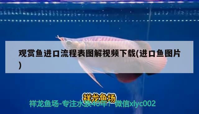 觀賞魚進(jìn)口流程表圖解視頻下載(進(jìn)口魚圖片)