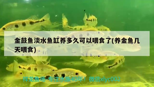 金鼓魚(yú)淡水魚(yú)缸養(yǎng)多久可以喂食了(養(yǎng)金魚(yú)幾天喂食)