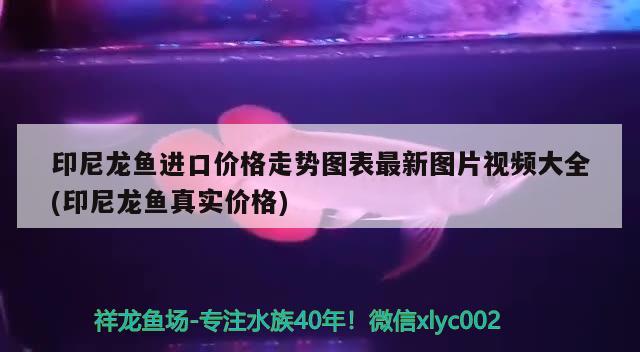 印尼龍魚進(jìn)口價格走勢圖表最新圖片視頻大全(印尼龍魚真實價格) 觀賞魚進(jìn)出口