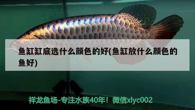 魚缸缸底選什么顏色的好(魚缸放什么顏色的魚好) 黃金斑馬魚