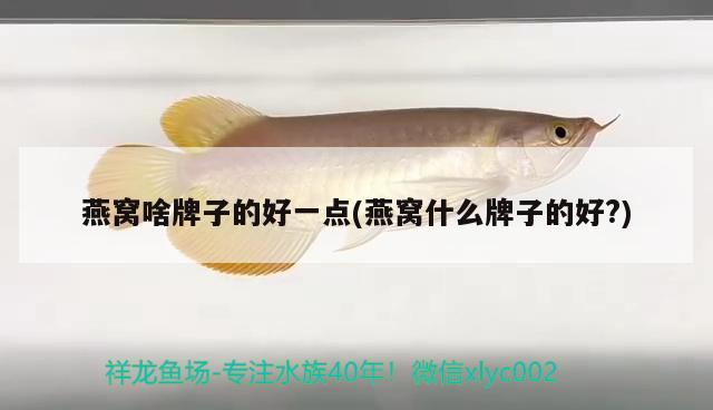 成年紅龍魚喂什么飼料：成年紅龍魚賣出什么價格