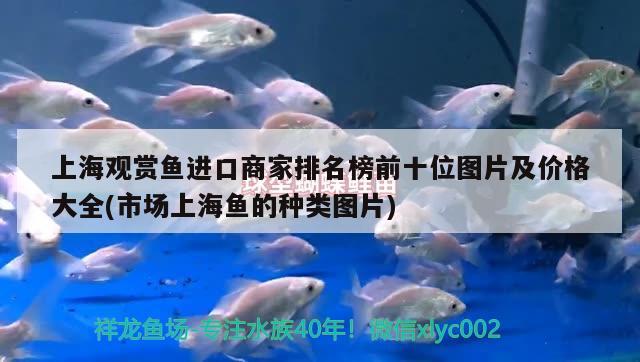 上海觀賞魚進(jìn)口商家排名榜前十位圖片及價格大全(市場上海魚的種類圖片) 觀賞魚進(jìn)出口