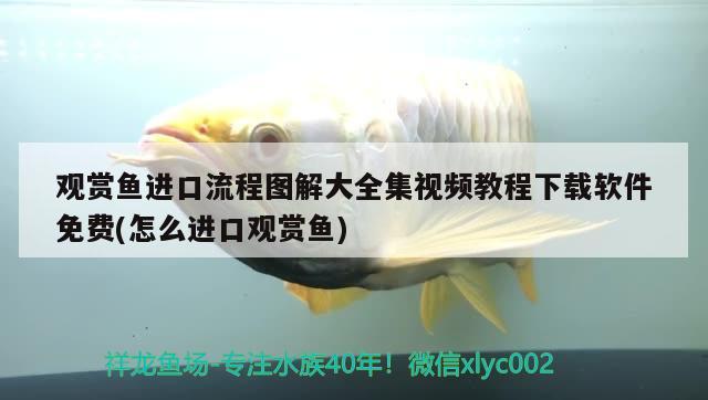 觀賞魚進(jìn)口流程圖解大全集視頻教程下載軟件免費(fèi)(怎么進(jìn)口觀賞魚) 觀賞魚進(jìn)出口