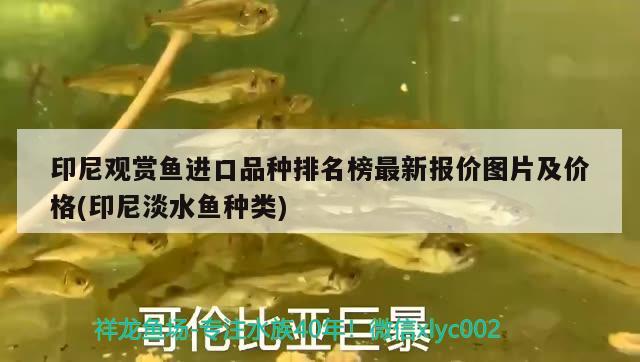 印尼觀賞魚進(jìn)口品種排名榜最新報(bào)價(jià)圖片及價(jià)格(印尼淡水魚種類) 觀賞魚進(jìn)出口