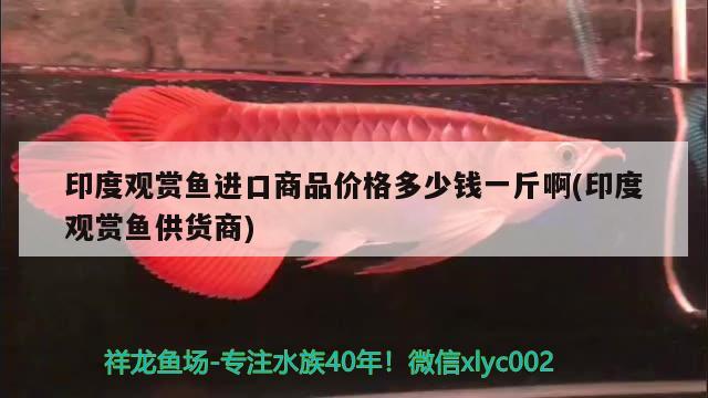 印度觀賞魚進口商品價格多少錢一斤啊(印度觀賞魚供貨商) 觀賞魚進出口