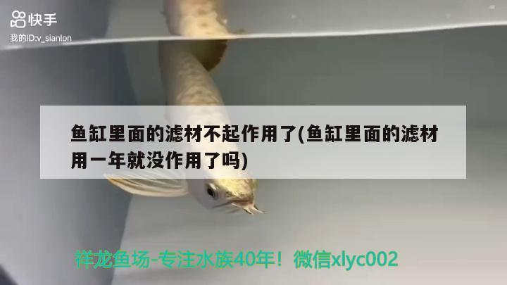 紅龍魚品種排名榜最新（紅龍魚品種排名榜最新圖片） 龍魚百科 第3張