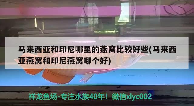 馬來西亞和印尼哪里的燕窩比較好些(馬來西亞燕窩和印尼燕窩哪個(gè)好) 馬來西亞燕窩