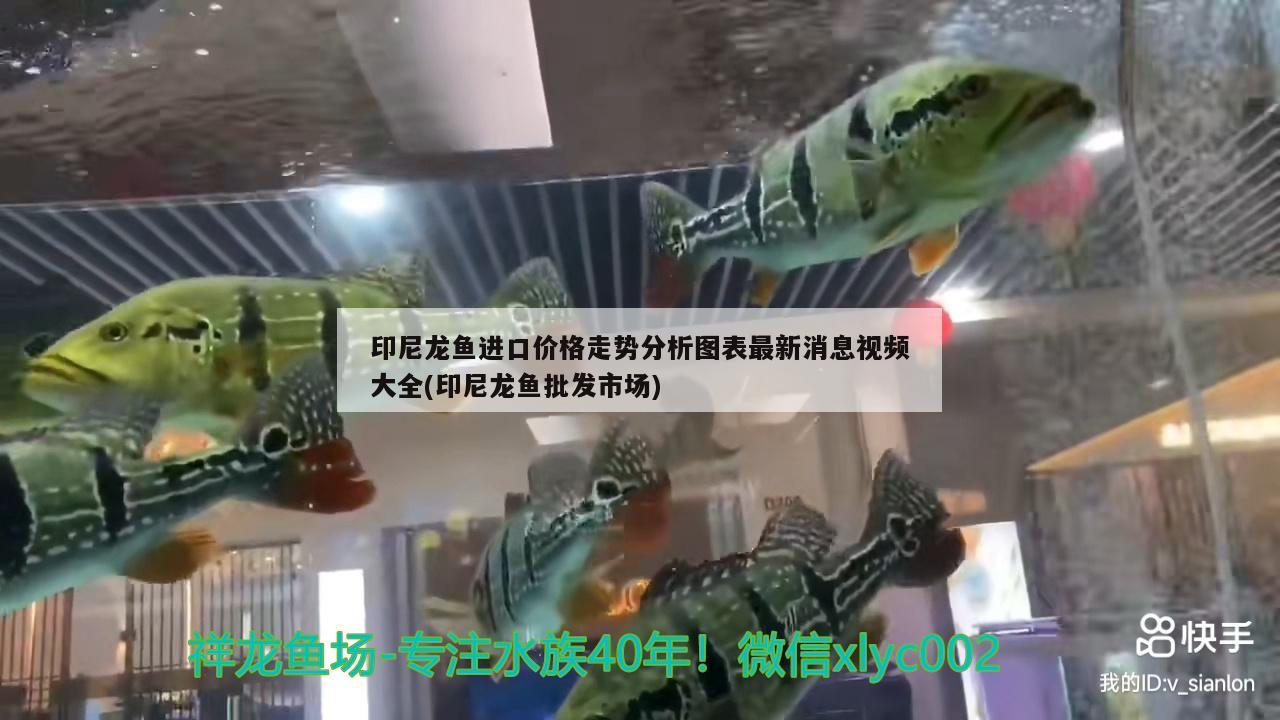 印尼龍魚進(jìn)口價格走勢分析圖表最新消息視頻大全(印尼龍魚批發(fā)市場)