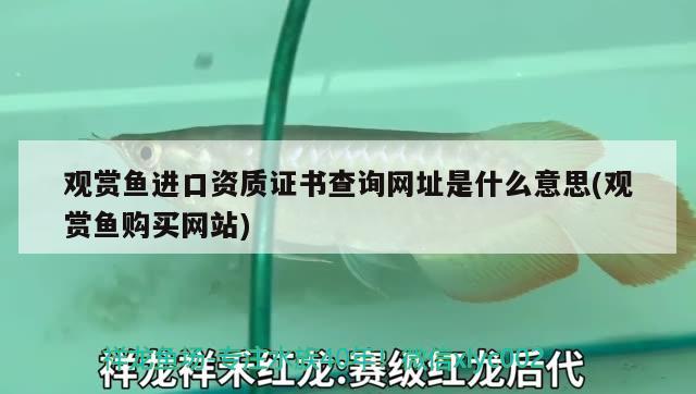 西安二手魚缸市場在哪里啊最近：西安二手魚缸市場在哪里啊最近地址 廣州水族批發(fā)市場 第2張