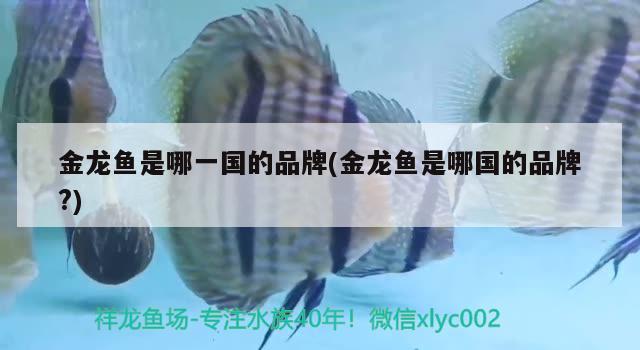 金龍魚是哪一國(guó)的品牌(金龍魚是哪國(guó)的品牌?) 虎魚百科