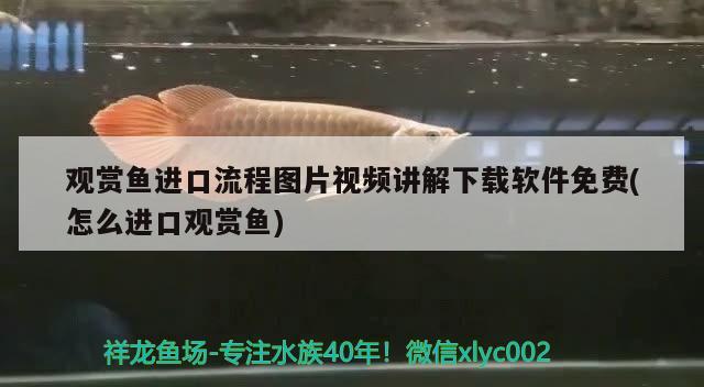 觀賞魚進口流程圖片視頻講解下載軟件免費(怎么進口觀賞魚)