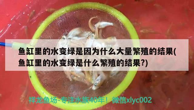 魚缸里的水變綠是因為什么大量繁殖的結果(魚缸里的水變綠是什么繁殖的結果?) 噴點菠蘿魚