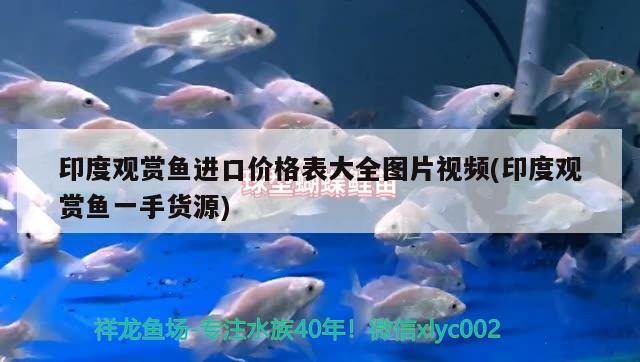 印度觀賞魚進(jìn)口價(jià)格表大全圖片視頻(印度觀賞魚一手貨源)