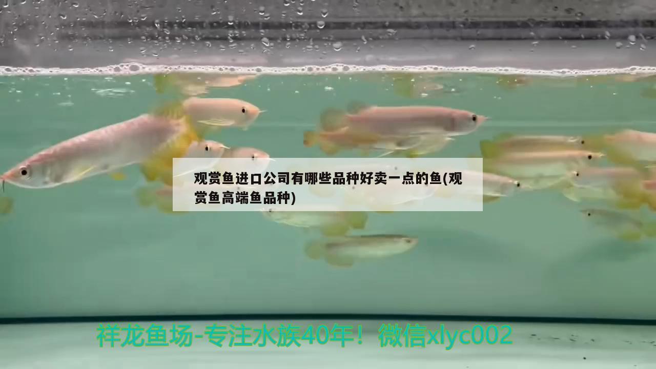 家里魚缸錦鯉魚怎么養(yǎng)(魚缸養(yǎng)錦鯉魚怎么養(yǎng))